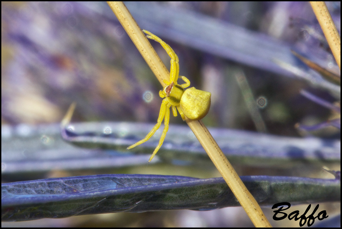 Thomisus onustus - Banne (TS)